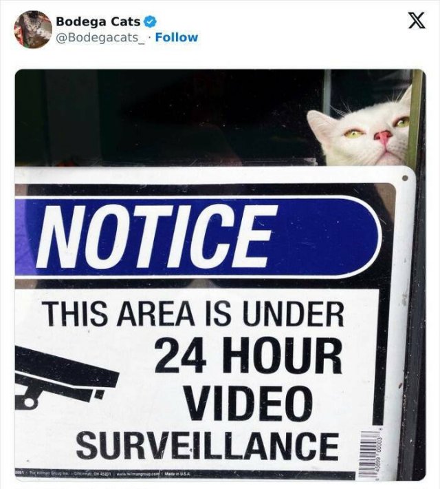 Cats In Unexpected Places (25 pics)