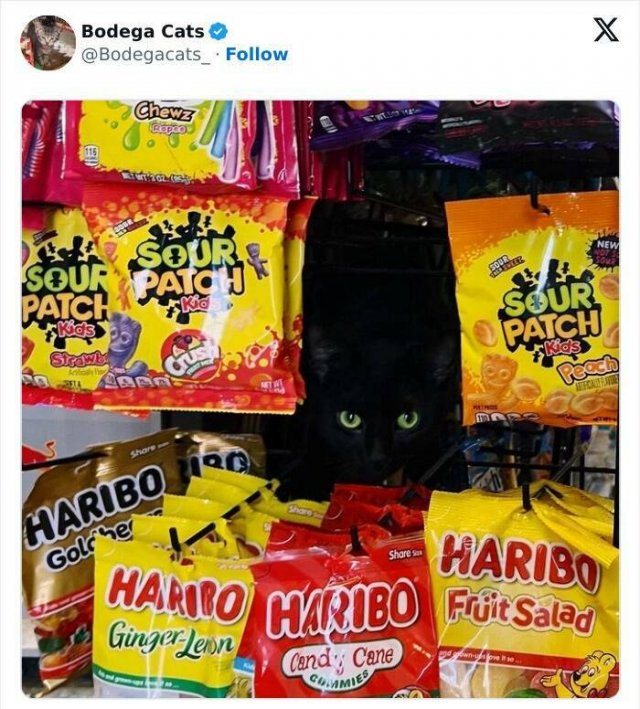 Cats In Unexpected Places (25 pics)