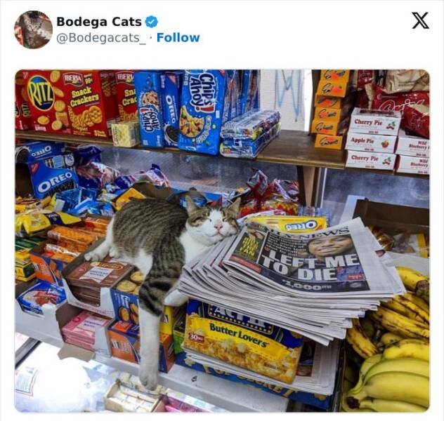 Cats In Unexpected Places (25 pics)