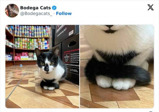 Cats In Unexpected Places (25 pics)