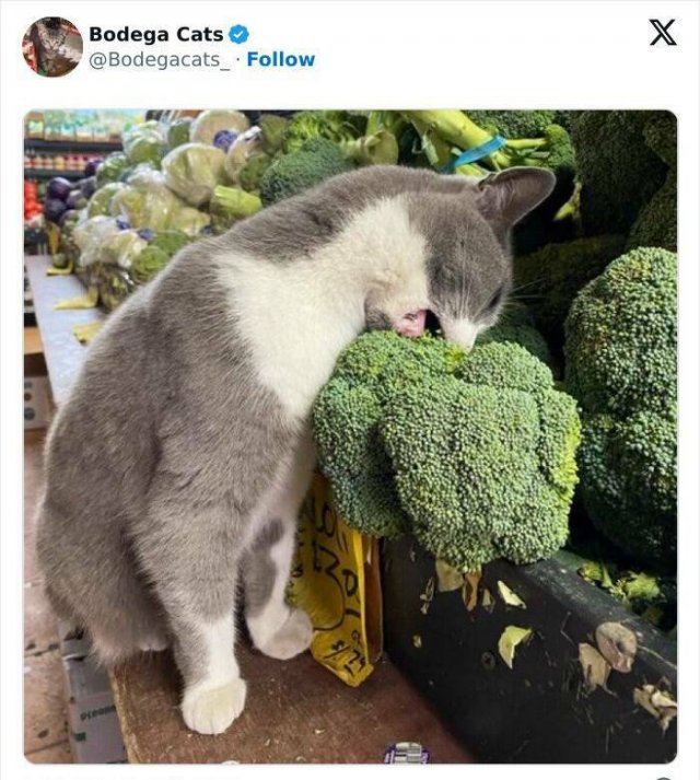 Cats In Unexpected Places (25 pics)