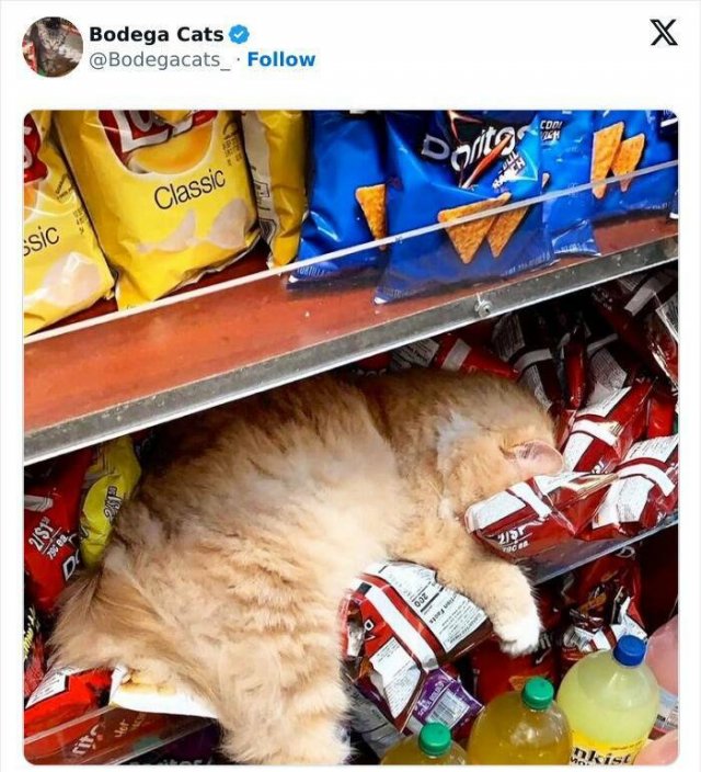 Cats In Unexpected Places (25 pics)
