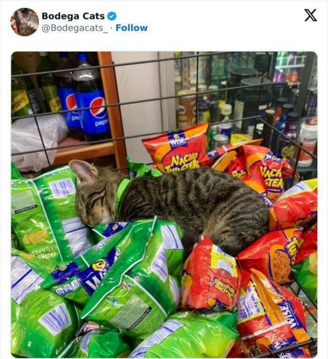 Cats In Unexpected Places (25 pics)