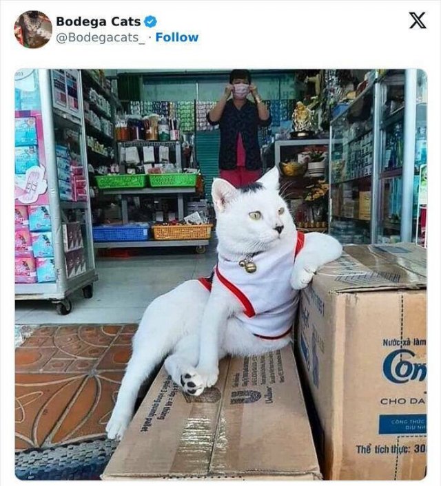 Cats In Unexpected Places (25 pics)