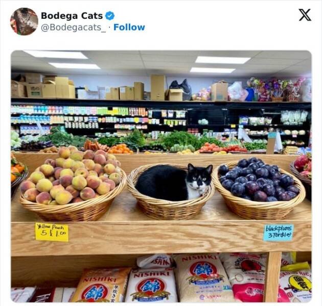 Cats In Unexpected Places (25 pics)
