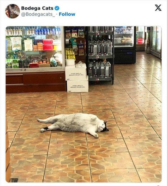 Cats In Unexpected Places (25 pics)