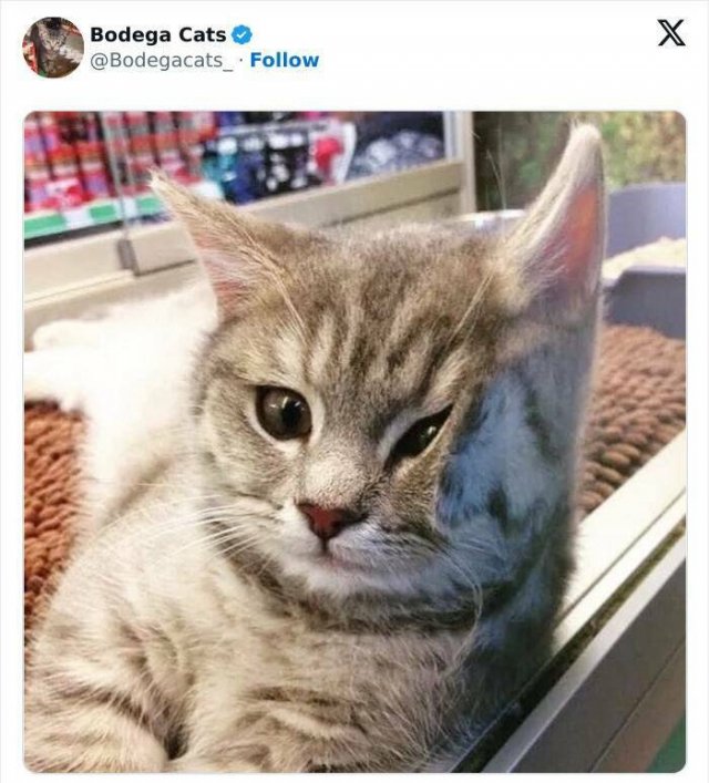 Cats In Unexpected Places (25 pics)