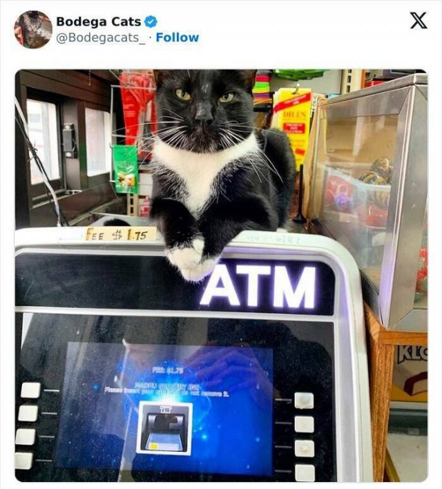 Cats In Unexpected Places (25 pics)