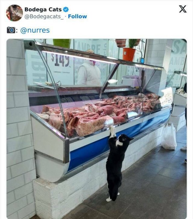 Cats In Unexpected Places (25 pics)