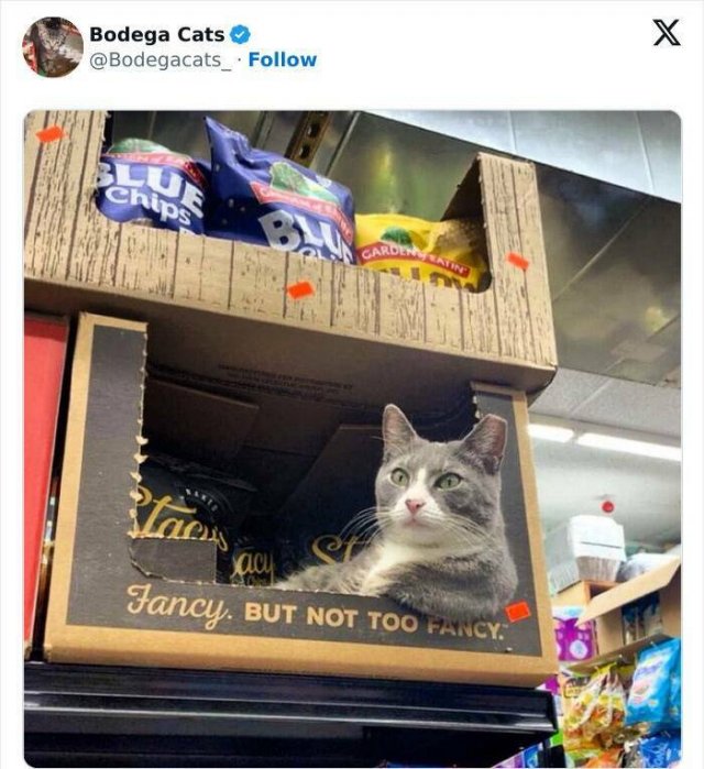 Cats In Unexpected Places (25 pics)