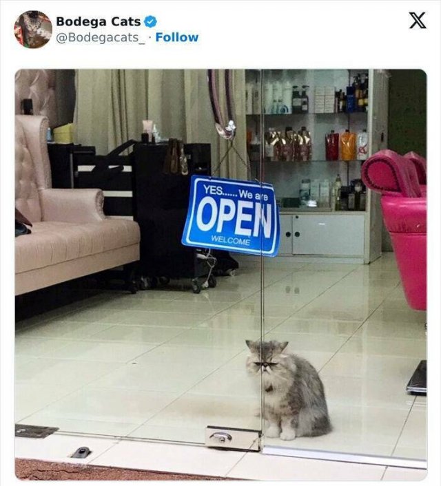 Cats In Unexpected Places (25 pics)