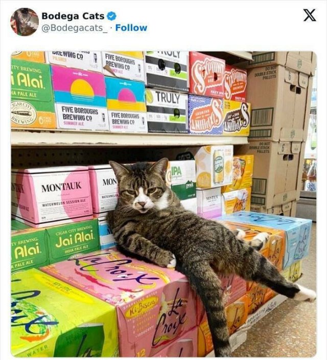 Cats In Unexpected Places (25 pics)