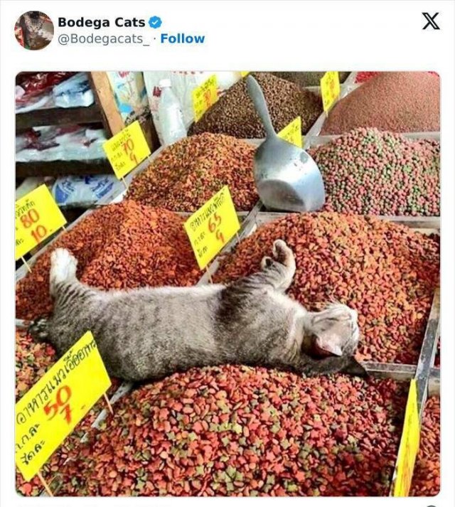 Cats In Unexpected Places (25 pics)