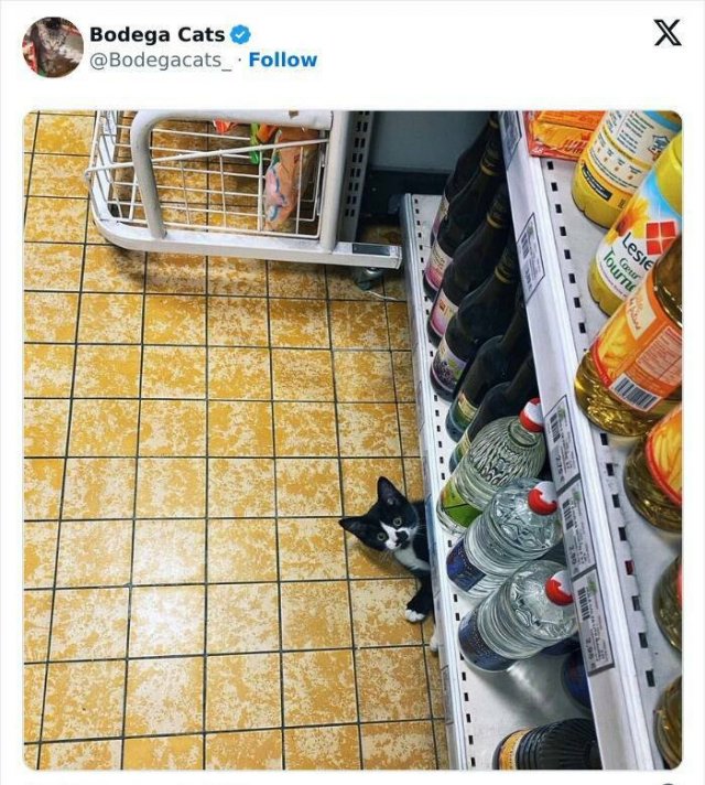 Cats In Unexpected Places (25 pics)
