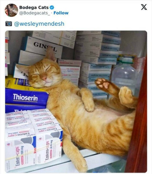 Cats In Unexpected Places (25 pics)
