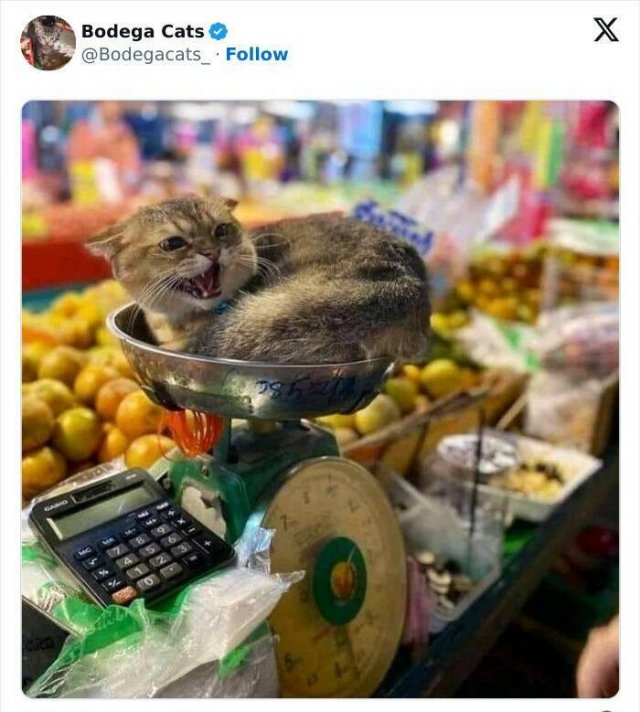 Cats In Unexpected Places (25 pics)