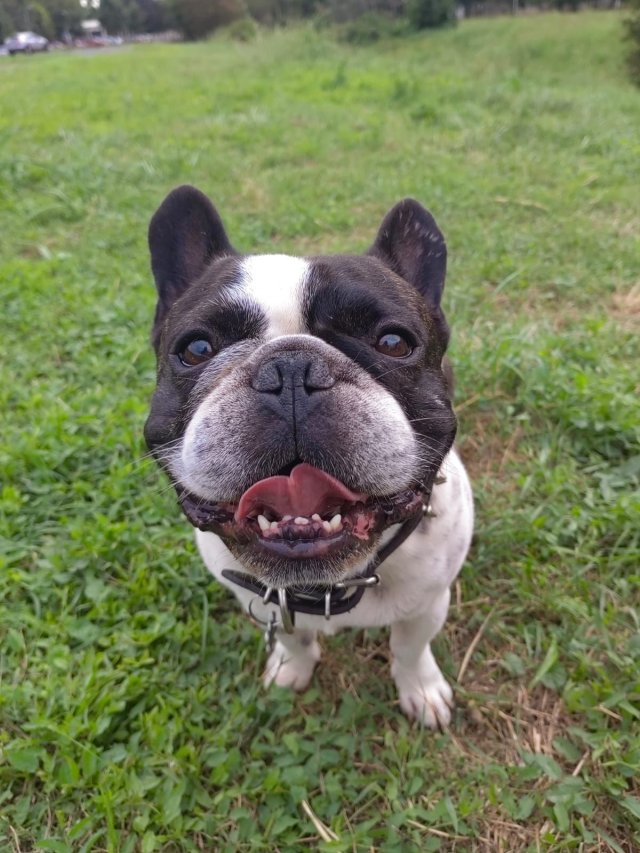 Funny Dogs (28 pics)
