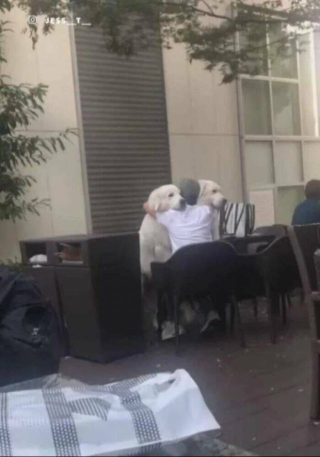 Funny Dogs (28 pics)