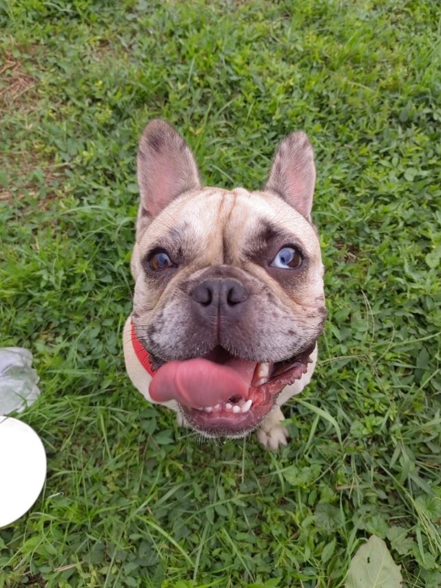 Funny Dogs (28 pics)
