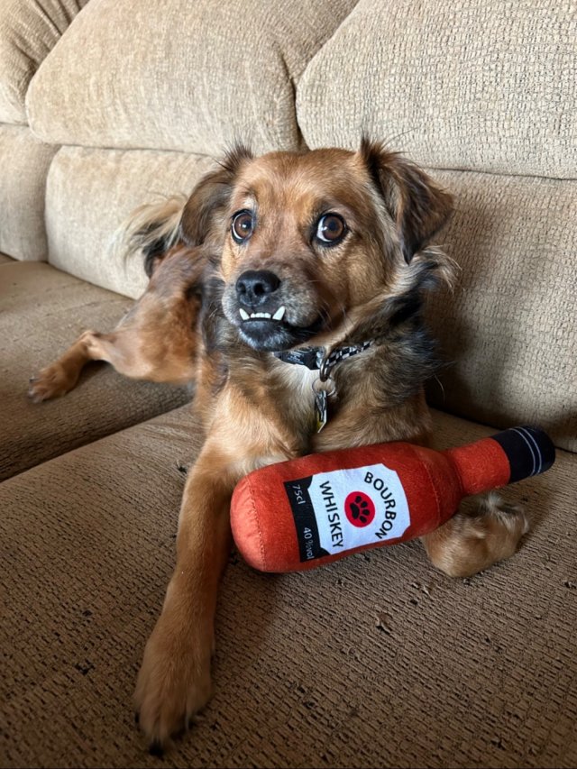 Funny Dogs (28 pics)