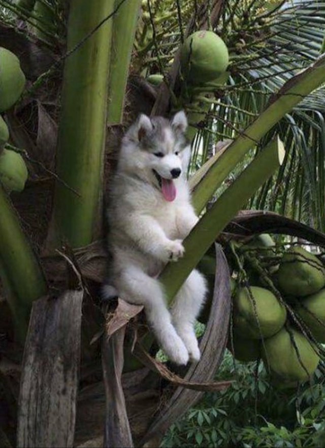 Funny Dogs (28 pics)