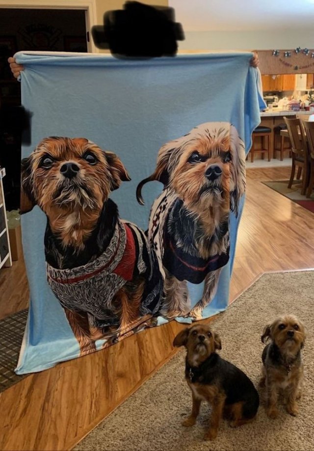 Funny Dogs (28 pics)