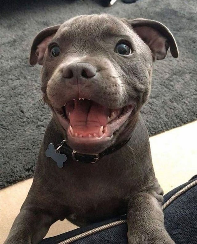 Funny Dogs (28 pics)