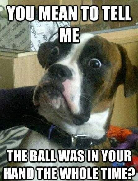 Funny Dogs (28 pics)