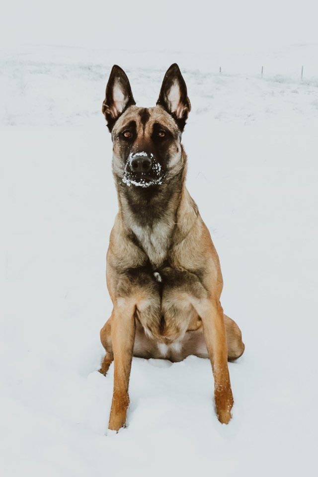 Funny Dogs (28 pics)