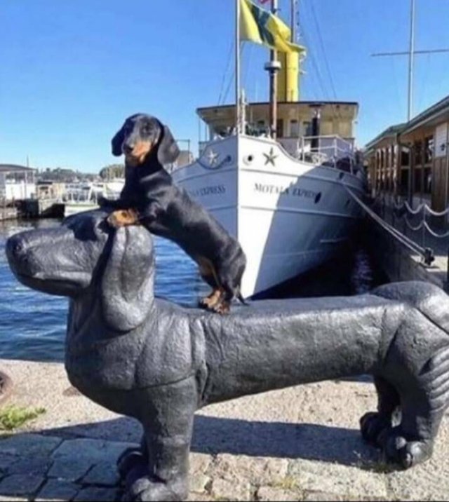 Funny Dogs (28 pics)
