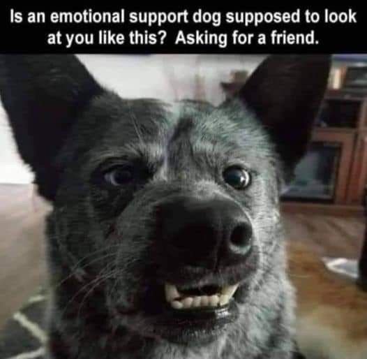 Funny Dogs (28 pics)