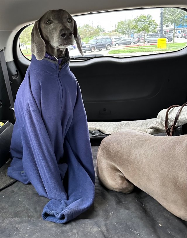 Funny Dogs (28 pics)