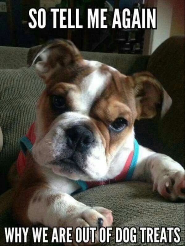 Funny Dogs (28 pics)