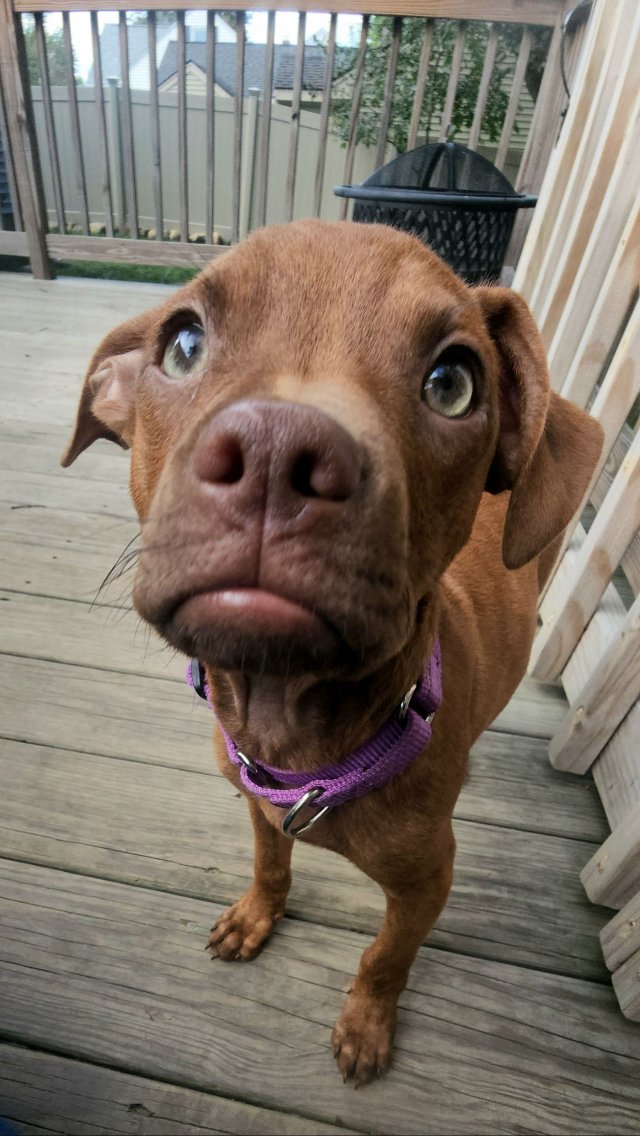 Funny Dogs (28 pics)