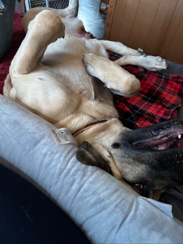 Funny Dogs (28 pics)