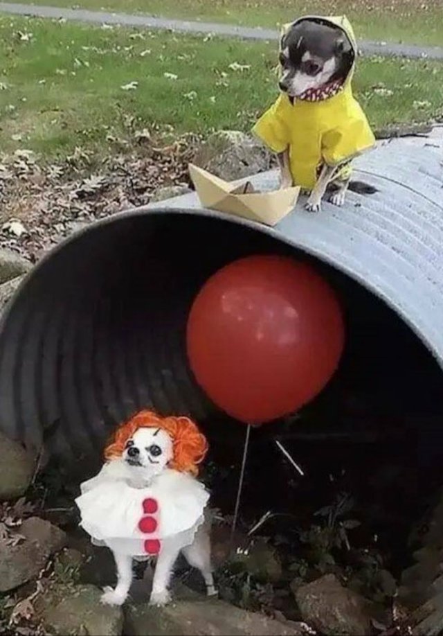 Funny Dogs (28 pics)