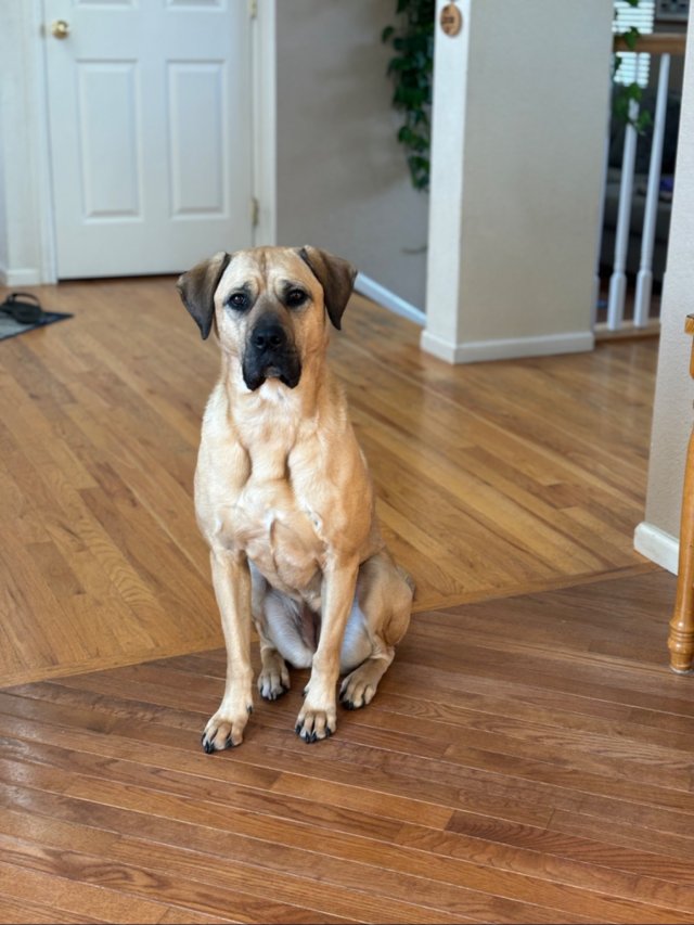 Funny Dogs (28 pics)
