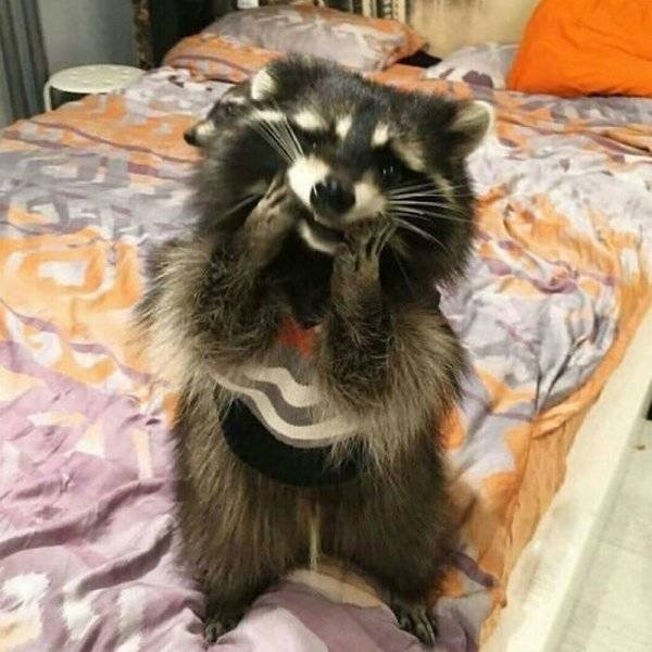 Cool And Cute Racoons (31 pics)
