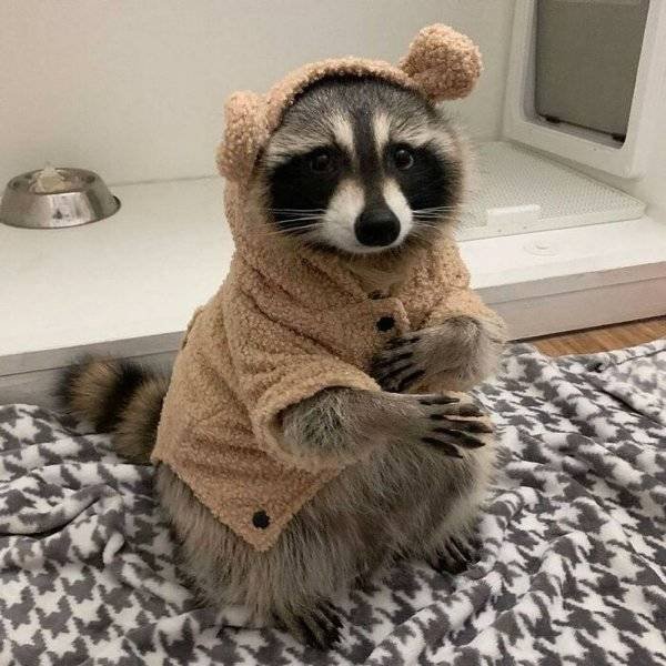 Cool And Cute Racoons (31 pics)