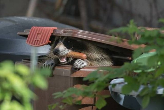 Cool And Cute Racoons (31 pics)