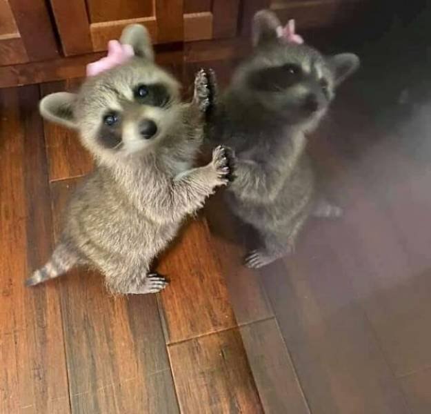 Cool And Cute Racoons (31 pics)