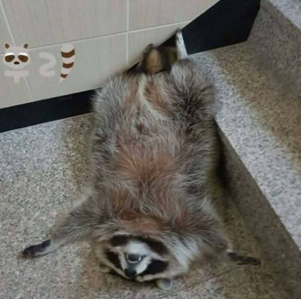 Cool And Cute Racoons (31 pics)