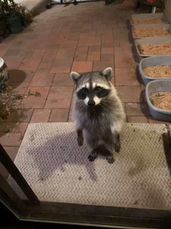 Cool And Cute Racoons (31 pics)