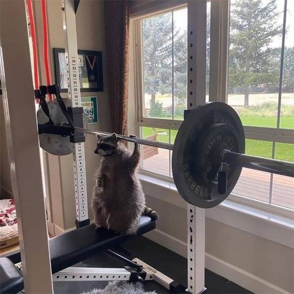Cool And Cute Racoons (31 pics)