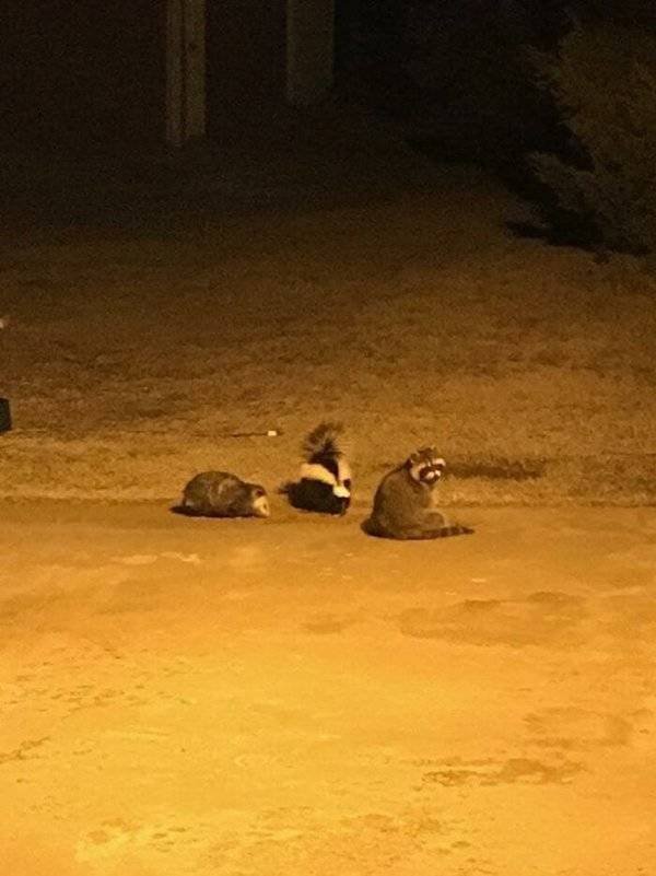Cool And Cute Racoons (31 pics)