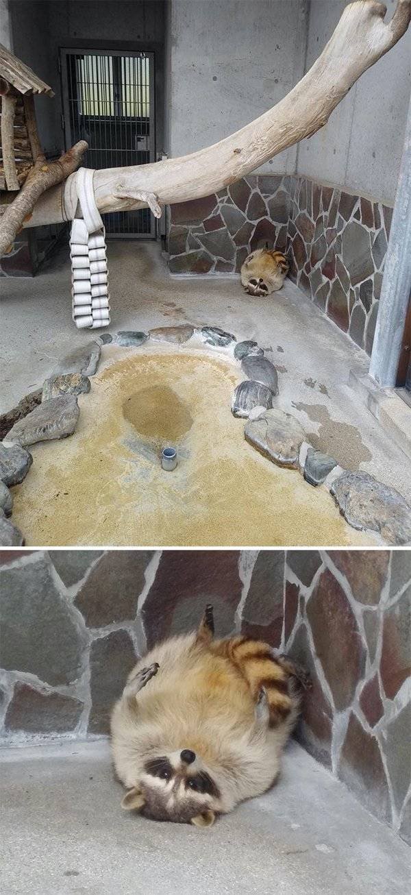 Cool And Cute Racoons (31 pics)