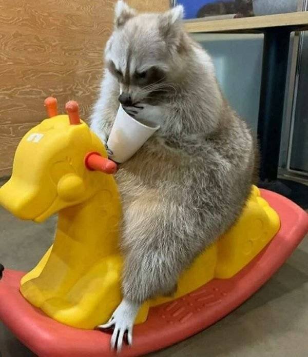 Cool And Cute Racoons (31 pics)