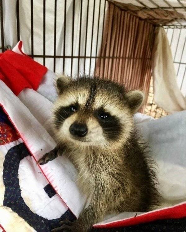Cool And Cute Racoons (31 pics)