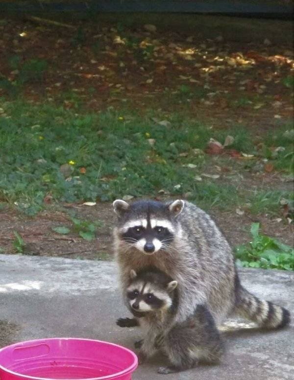 Cool And Cute Racoons (31 pics)