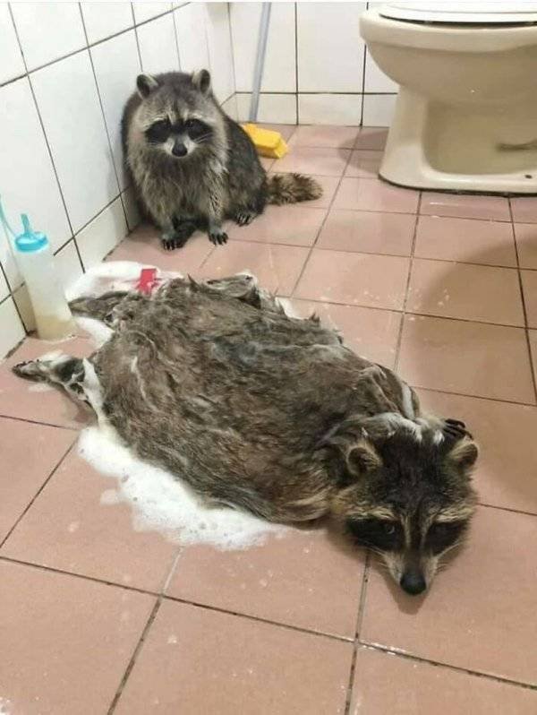 Cool And Cute Racoons (31 pics)